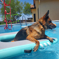 Accessoire de planche à pagaie unisexe pour planche SUP Accessoire pour pagayeurs gonflables Rampe gonflable pour chien d'eau