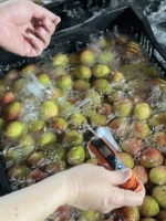 Vietnamese biologische verse dadels, premium kwaliteit, veilige oogst, internationale kwaliteitsnormen, exportmarkten, 10 kg/doos, 10 mm