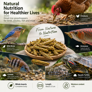 Alimento Liofilizado de Gafate Verde de Alta Proteína de Marca Privada Sino Crown para Reptiles, Peces de Acuario y Mascotas Exóticas - Product Image 4