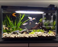 Coraux de sable osseux naturels écologiques pour la décoration d'aquariums en verre