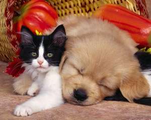 מפעל ישיר חתול מזון יבש בתפזורת מפעל יצוא 10KG טבעי גלם עוף טעמים פרימיום חתול מזון - Product Image 5