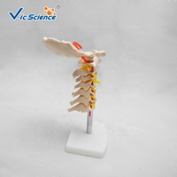 Modelo de Vértebras Cervicales Articuladas con Disco Intervertebral y Nervio para Entrenamiento de Rehabilitación y Masaje, con Certificaciones CE/ISO/ROHS/CNAS