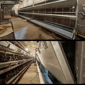 Jaula para Gallinas Ponedoras Tipo H de 4 Niveles Totalmente Automática - Product Image 6