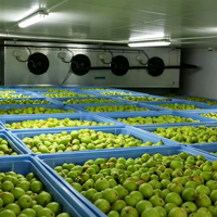 Cámara Frigorífica Personalizable de Tamaño Mediano/Grande, Almacén Frigorífico de Baja Temperatura para Almacenamiento Logístico de Frutas y Verduras