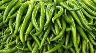 Bâtonnets de piment vert frais et naturels de qualité supérieure, variété basilic, 0,5 kg, approvisionnement en gros, marque Sulawesi, industrie alimentaire, Indonésie - Product Image 2