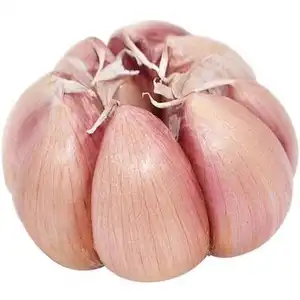 Best Quality Of Fresh Garlic New Crop Available and Competitive Price Whole Sale Exporter