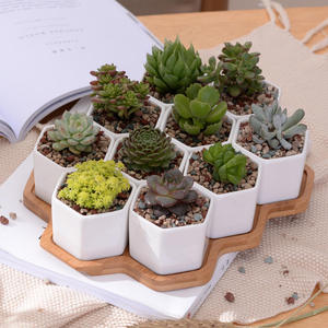 <span class=keywords><strong>Pot</strong></span> de fleurs créatif en céramique blanche hexagonale avec support en bambou et doublure, idéal pour plantes succulentes, décoration de jardin et de maison - Nouveauté ! - Product Image 3