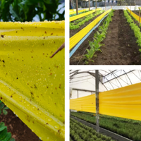 Ruban de contrôle des insectes pour arbres fruitiers Serres à ceinture jaune et bleue Ruban d'insectes collant jaune