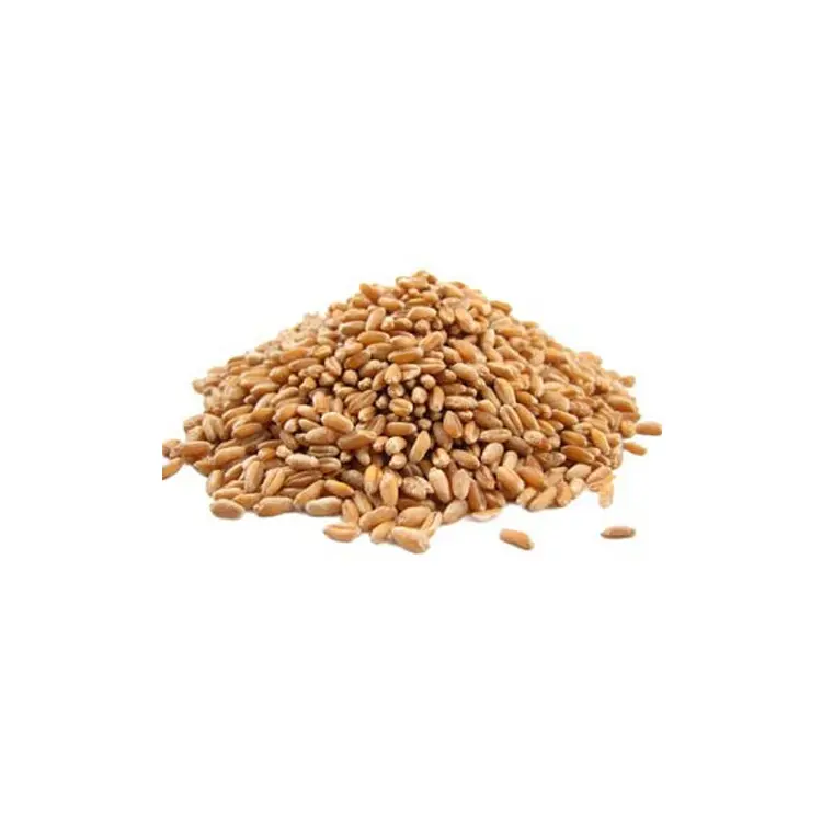 高品質硬質小麦粒有機小麦粒製粉小麦粒