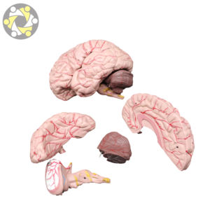 Pengenalan ilmiah Model otak 2 aplikasi anatomi dapat dilepas untuk studi anatomis manusia dalam sains medis - Product Image 2