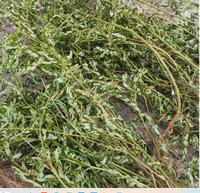 Zhu Zi Cao (Phyllanthus Niruri) Séché Naturellement, Qualité Supérieure, Fraîchement Congelé (FD), Plante Entière, Coupes de Bhumi Amla pour Herboristerie