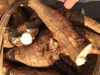 Extrait de Pueraria Jianfeng, complément alimentaire en poudre, flavonoïdes de Pueraria 60%, qualité alimentaire