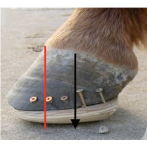 耐用的锥形块，用于马蹄修复，马蹄匠车间用品 - Product Image 5