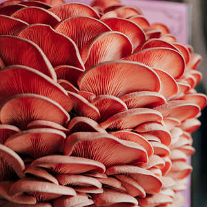 OEM ODM Variedad Home Mushroom Grow Kits Golden Oyster Mushroom Grow Kit <span class=keywords><strong>Bix</strong></span> - Product Image 6