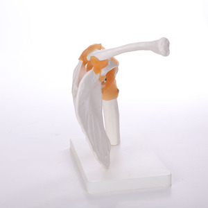 calidad de miembro <span class=keywords><strong>inferior</strong></span> de Material de Pvc de Real diseñado anatomía médica Pelvis esqueleto modelos - Product Image 6