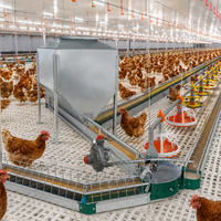 Ligne d'alimentation automatisée Pan/Chain pour fermes avicoles : Optimisez le taux de croissance