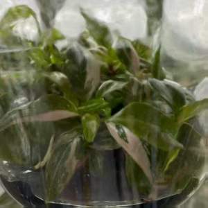 ต้นไม้ปลูกในร่มยอดนิยม ฟิโลเดนดรอน พิงค์ ปริ้นเซส มาร์เบิล <span class=keywords><strong>วาริ</strong></span>เกต ต้นกล้าสำหรับศูนย์จำหน่ายต้นไม้และขายส่ง - Product Image 4