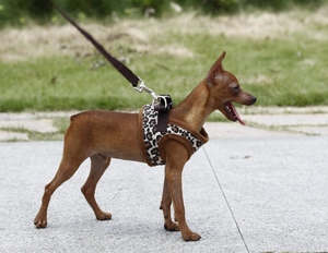 Arnés acolchado de lona para perros, característica de ruptura, decoración de cinta sin correa, <span class=keywords><strong>Collar</strong></span> para uso de mascotas - Product Image 2