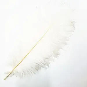 Wholesale Natural Ostrich Peacock Feather Diy Clothes Feather Decoration