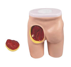 Modèle avancé d'injection musculaire fessière et de structure anatomique - Modèle d'enseignement médical et de formation - Product Image 4