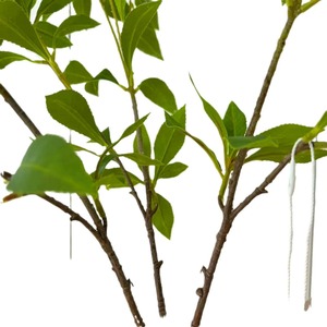 Plante artificielle Pieris Japonica 60cm, branche unique, décoration intérieure, verdure pour salon - Product Image 4