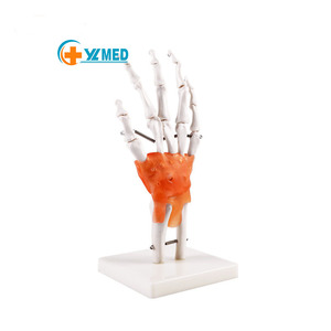 Modèle d'articulation de la main de la science médicale enseignement médical modèle d'os de la main aide à l'enseignement art peinture modèle d'os de la main réel - Product Image 1