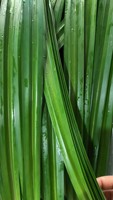 Approvisionnement d'usine saveur Pandan de qualité alimentaire 100% liquide concentré Pandan naturel pour la cuisson de la crème glacée au gâteau