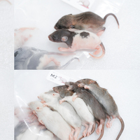 Ratón Entero Congelado de Primera Calidad, Alto en Proteínas, Grado de Fabricación, para Serpientes de Raza Pequeña, Alimentación en Zoológicos, Salud Digestiva, 18 Meses de Caducidad