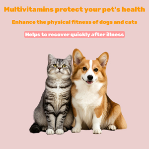 Oem/Odm Natuurlijke Probiotische Zachte Kauwtjes Voedingssupplement Hond Behandelt Snacks Darmgezondheid Katten Toepassing Voor Vis Gezondheidszorg - Product Image 6