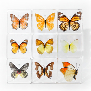 Offre Spéciale cristal Transparent papillon taxidermie résine insecte spécimen décoration de la maison et ressource pédagogique pour enfants pour les vacances - Product Image 2