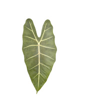 Hijau beludru Taro/Alocasia daun kering karya seni bingkai bunga Pres untuk Tahun Baru Hari Ayah Hari Ibu hari Paskah