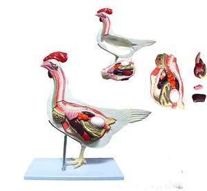 BMN/B024 Life Size Chicken Anatomical Model The hen anatomy model