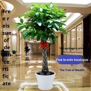 ต้นไม้ดอกไม้แห่งโชคลาภ บอนไซในกระถาง ต้นไม้เงินขนาดใหญ่สำหรับตกแต่งภายในห้องนั่งเล่น - Product Image 2