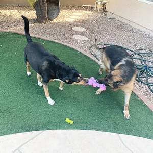 Paquete de 5 juguetes de peluche surtido valor paquete cachorro mascota <span class=keywords><strong>Mutt</strong></span> Squeak juguete para perros medianos grandes, juego de juguetes para masticar perros - Product Image 4