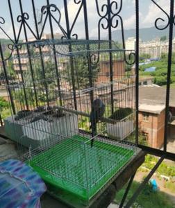 Wholesale <strong>Chinese</strong> Import Large Wedding Steel Wires Decorative Breeding <strong>Pet</strong> <strong>Bird</strong> Cage <strong>Birds</strong> - Product Image 2