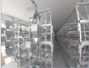 Carro tolva de alimentación RAISETECH, equipo de granja completamente automático, sistema de jaulas de alimentación de aves de corral personalizable - Product Image 4