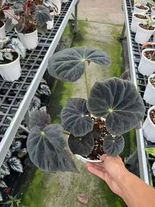 Bégonia Barsalouxiae Hybride F2 « Étoile Filante » - Plante Ornementale en Pot de 0,5 Gallon (Haute Germination, Qualité Pépinière) - Product Image 2