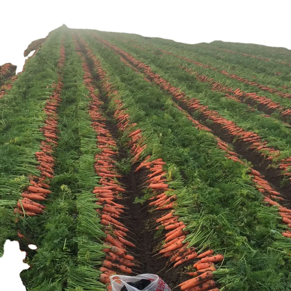 2020 Crop Fresh Carrot Trung Quốc <span class=keywords><strong>Giá</strong></span> Rẻ <span class=keywords><strong>Cà</strong></span> <span class=keywords><strong>Rốt</strong></span> Để Bán