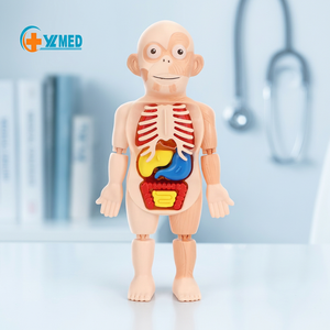 Puzzle 3D pour enfants, modèle d'anatomie du corps humain, jouet éducatif pour l'apprentissage des <span class=keywords><strong>organes</strong></span>, <span class=keywords><strong>squelette</strong></span> du torse, modèle d'<span class=keywords><strong>organes</strong></span> humains pour l'éducation précoce, CE/ISO - Product Image 1