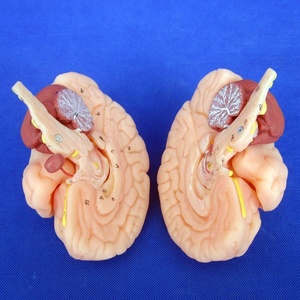 Chất lượng cao Bộ não con người mô hình 8 bộ phận, giải phẫu giảng dạy y tế trình diễn công cụ - Product Image 4