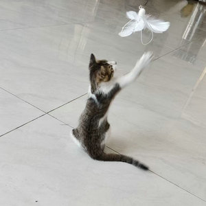 Bacchetta interattiva per gatti <span class=keywords><strong>Mr</strong></span> Meow con testa sostituibile in piuma di cocoon di seta, manico lungo per auto-intrattenimento e sollievo dal noio - Product Image 3