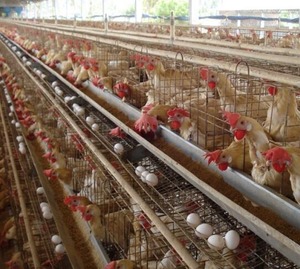 China Fabriek Kip Gevogelte 3 Niveau 4 Kamer Legkippen Kooi Hold 96 Vogels Laag Kip Kooi Voor Koop Gratis ontwerp In Botswana - Product Image 6