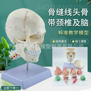 Modelo de cráneo humano 1:1 con suturas, cráneo con columna cervical y modelo de cerebro, esqueleto de cráneo con modelo de cerebro. - Product Image 1