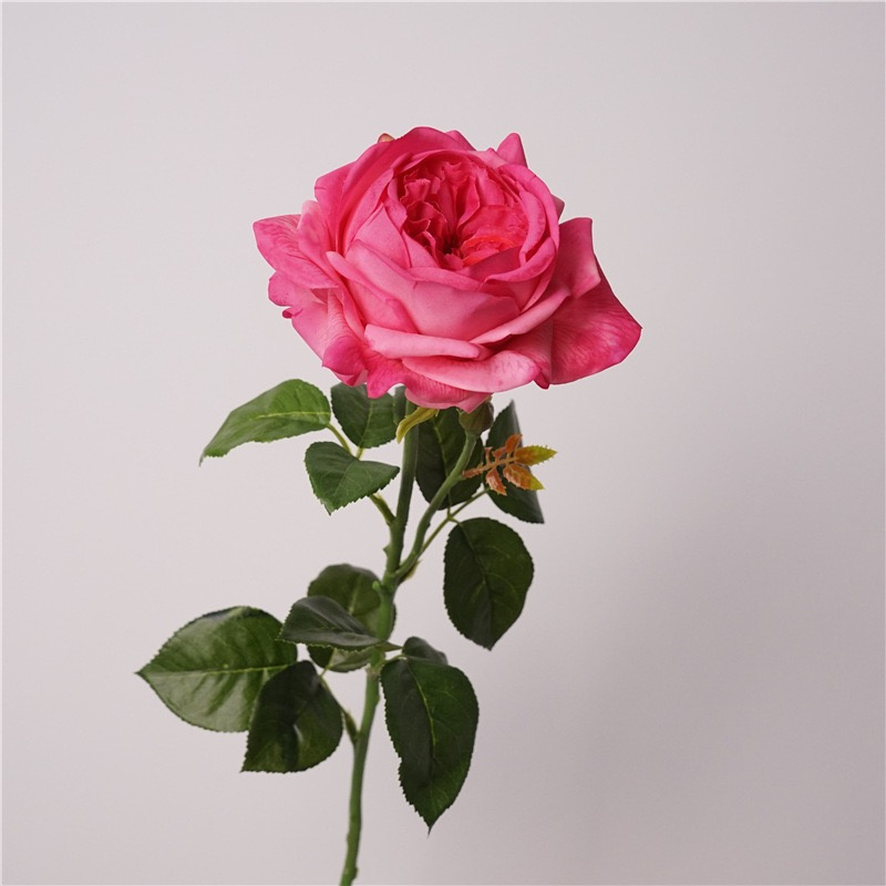 DK pink