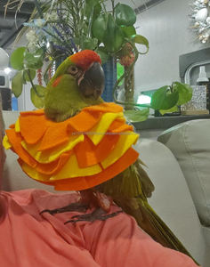 ปลอกคอป้องกันการกัดสำหรับนกแก้ว ปลอกคอทรงกรวยสำหรับนกแก้ว ปลอกคอป้องกันสำหรับนกแก้ว ปลอกคอป้องกันการกัดแบบเต็มตัว - Product Image 4