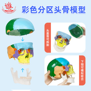 Modèle d'enseignement du crâne FRT021, en PVC, avec pièces colorées naturellement divisées en 3 parties, modèle de crâne adulte - Product Image 5