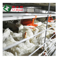 Nouveau système d'alimentation automatique anti-gaspillage pour l'élevage au sol des poules pondeuses dans les fermes