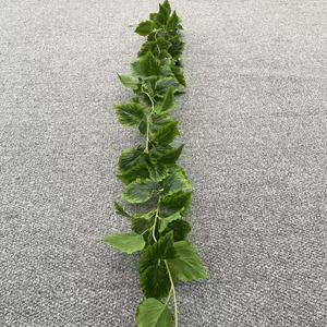 Artificial Rattan Vine Green Ivy 180cm PVC Plant <b>Wall</b> Decoration Living Room Ceiling <b>Decor</b> Pastoral Style - Product Image 4