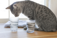 Coussinet de patte de chat mignon japonais fond de verre verrerie gobelet en verre sans couvercle fabricant