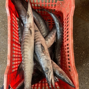 Premium Ocean Wild Barracuda Frozen Whole and Filet Proveedor para exportación al por mayor Mercado global de mariscos - Product Image 4